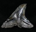 Huge Hemipristis Shark Tooth Fossil - SC #4328-1